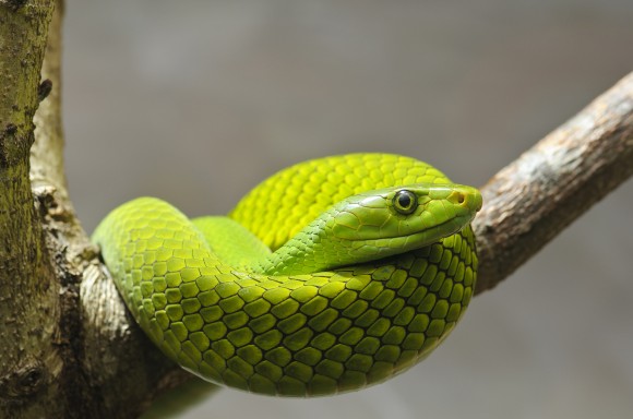 Eastern green mamba on a branch