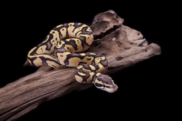 Baby Ball or Royal Python, Firefly morph, on a piece of wood