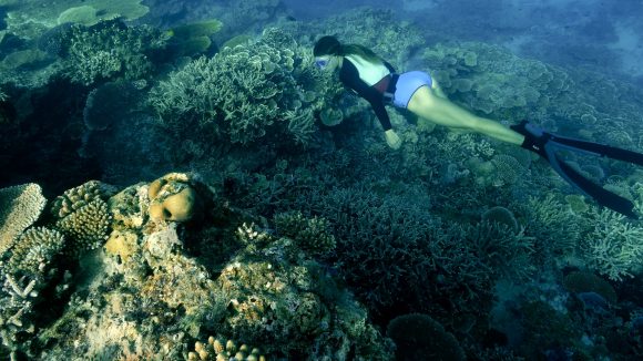Great Barrier Reef Szenenbild